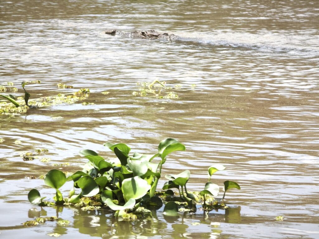 Black River 12 Krokodil im Wasser
