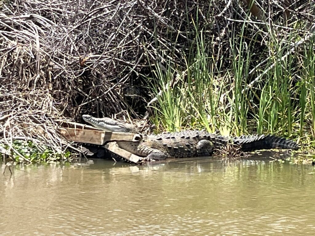 Black River 6 Krokodil