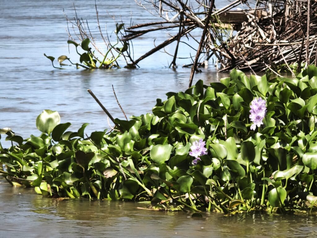 Black River 7 Wasserhyazinthen
