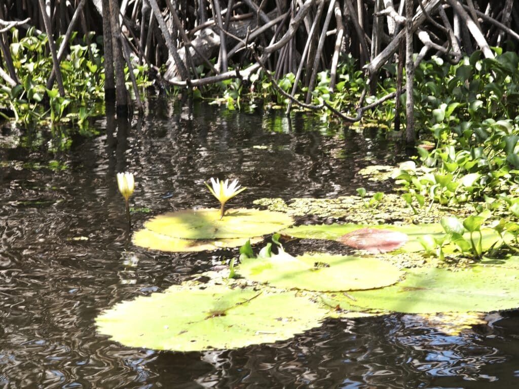 Black River 9 Seerosen