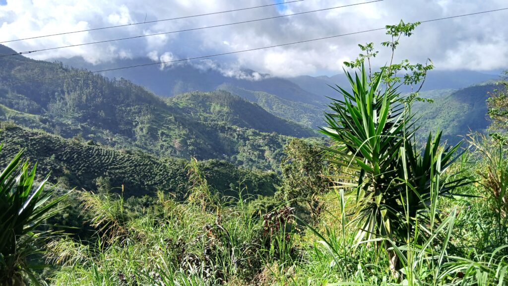 Blue Mountains N 02