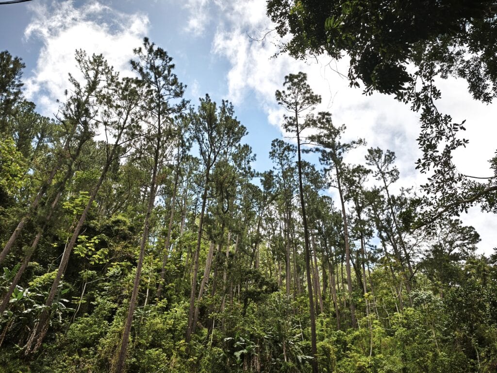Blue Mountains N 04