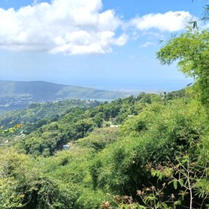Blue Mountains, Jamaika – Zwischen Wolkenwald, Kaffee & Weitblick