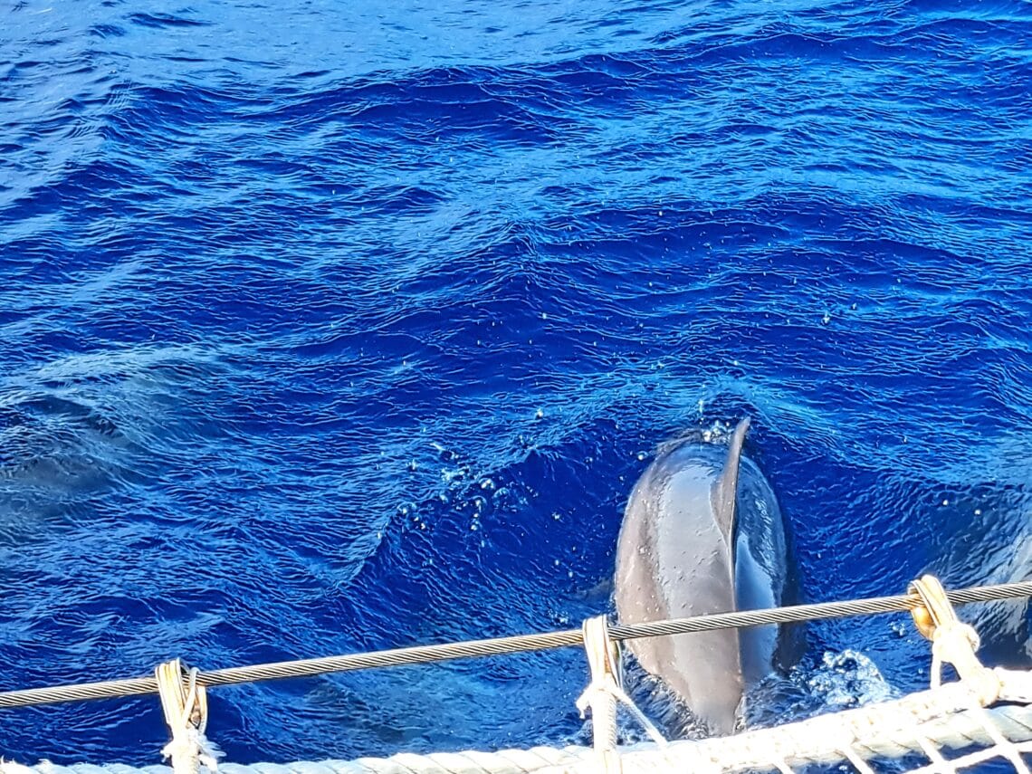 Delfin vor Joline