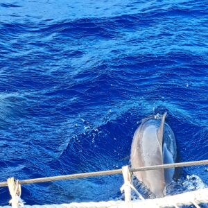 Karibisches Meer Video: Streifendelfine in unserer Bugwelle