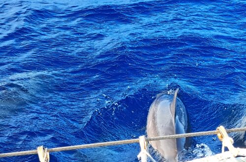 Delfin vor Joline