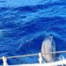 Delfin vor Joline