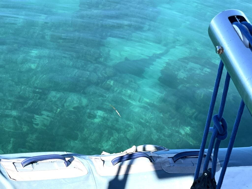 Hai vor dem Boot am Ostersonntag