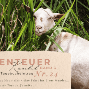 Karibik - Tagebuch III - Blue Mountains - eine Fahrt ins Blaue Wunder