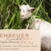 Karibiktagebuch III 24 Blue Mountains