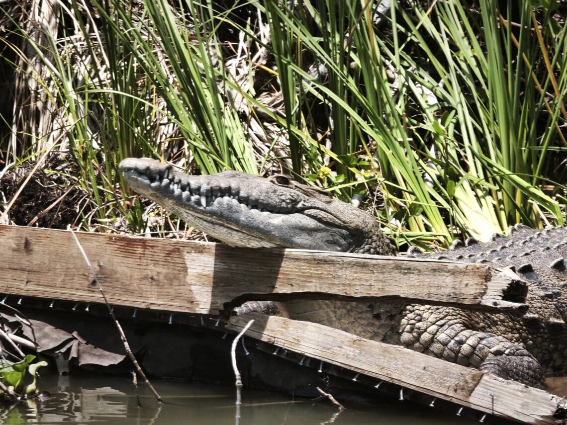 Krokodil Nahaufnahme