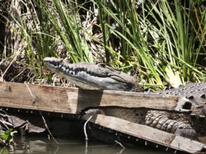 Black River – Jamaikas Naturfluss im Süden