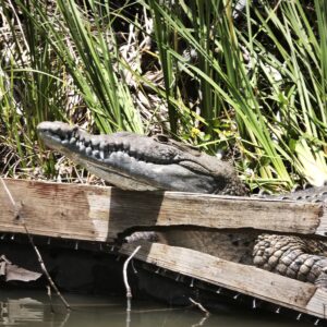 Black River – Jamaikas Naturfluss im Süden