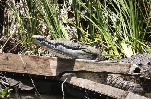 Krokodil Nahaufnahme