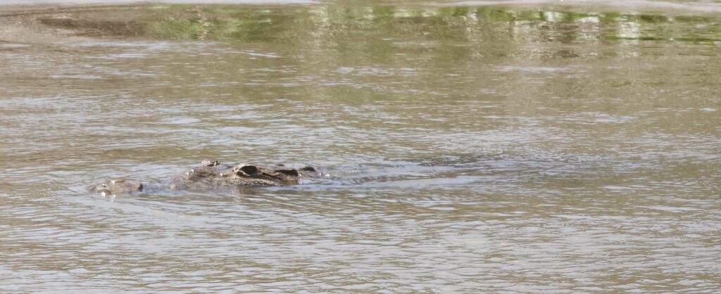 Krokodil im Wasser Nahaufnahme
