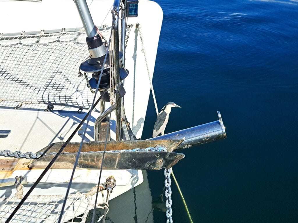 Nachtreiher an Bord 1