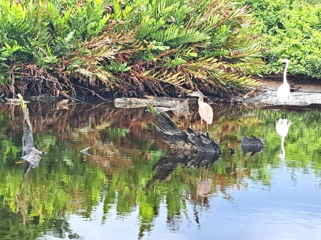 Nachtreiher und Silberreiher