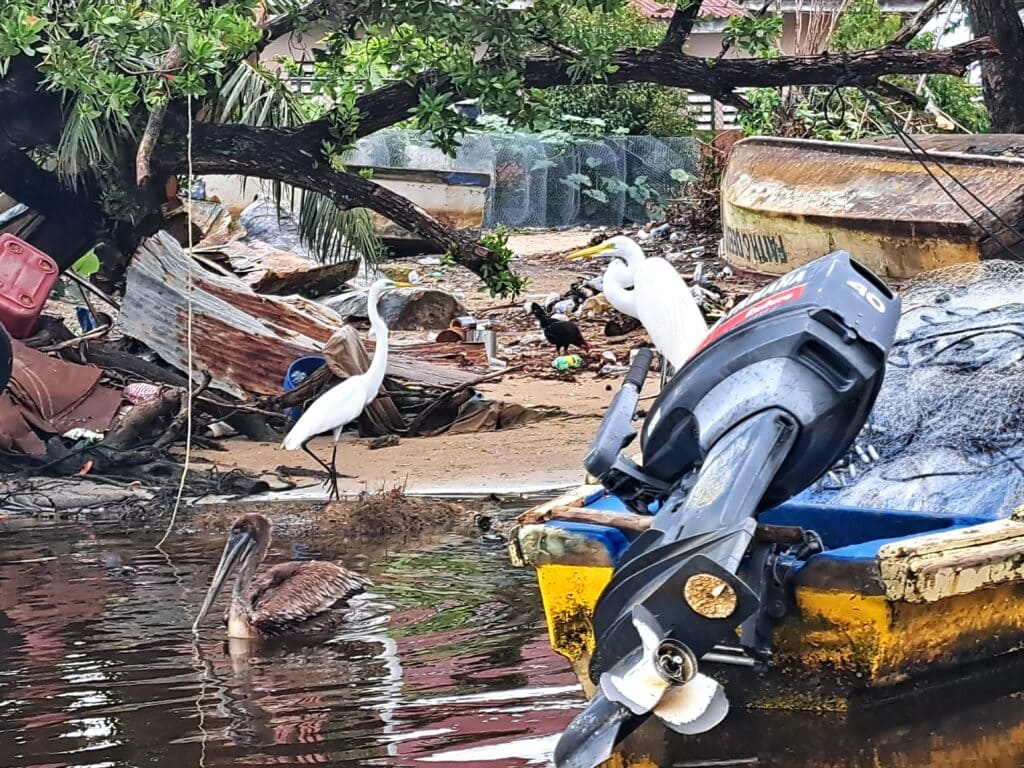 Pelikan in menschlicher Besiedlung