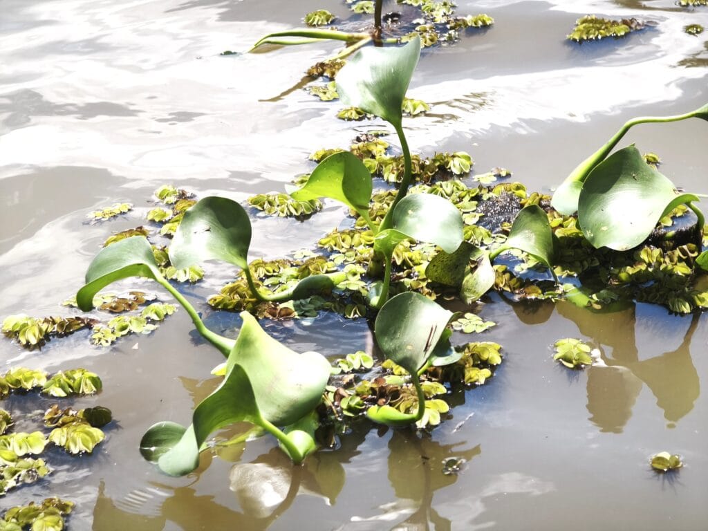 Schwimmende Wasserhyazinthe