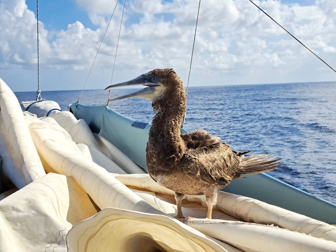 Toelpel aiuf Ueberfahrt