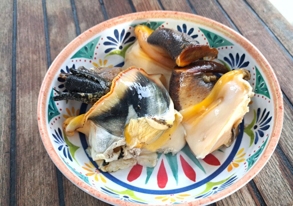 Conch