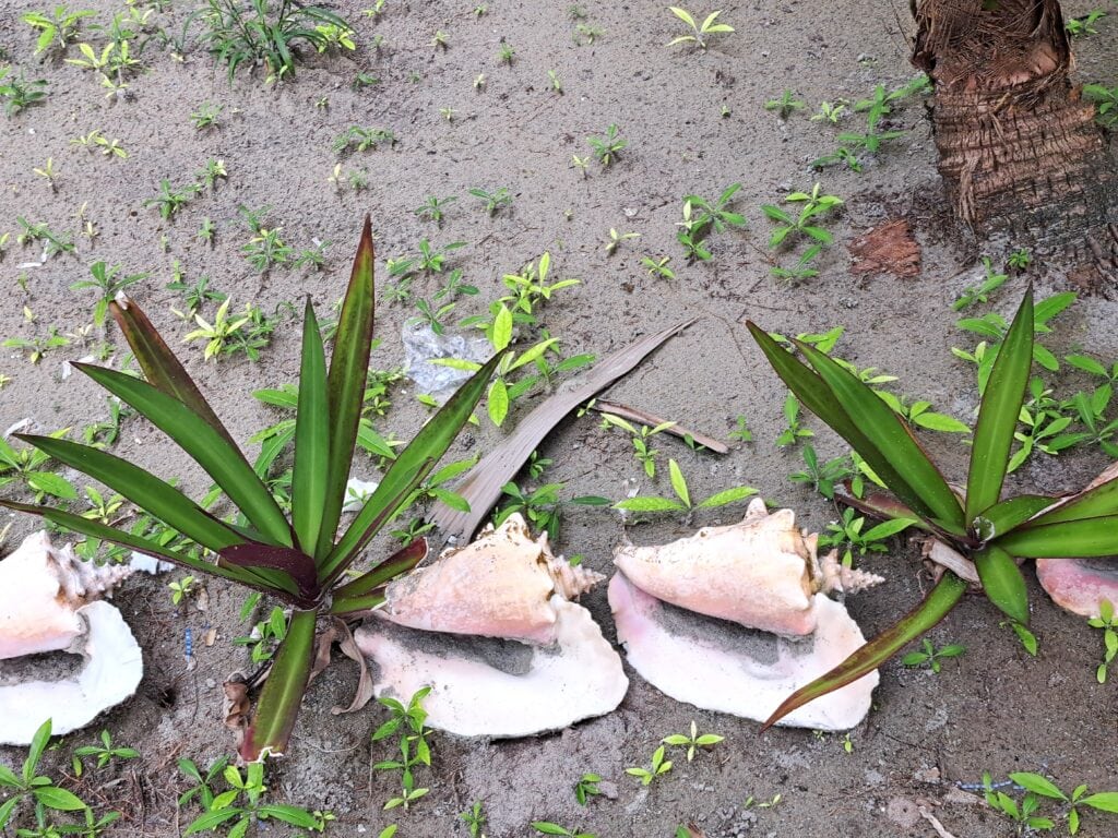Conch 2