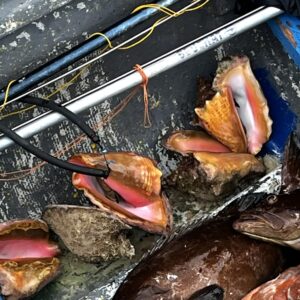 Karibik auf dem Teller – Conch in San Blas