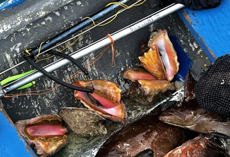 Karibik auf dem Teller – Conch in San Blas