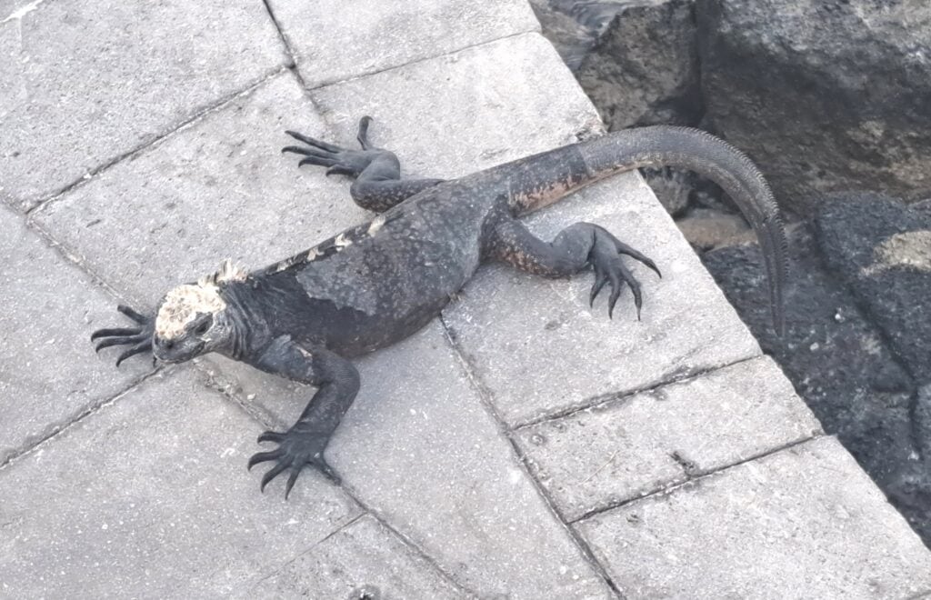 Iguana 1