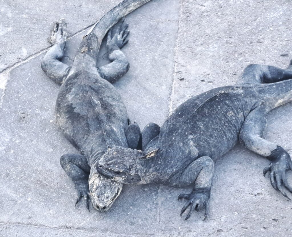 Iguana 2