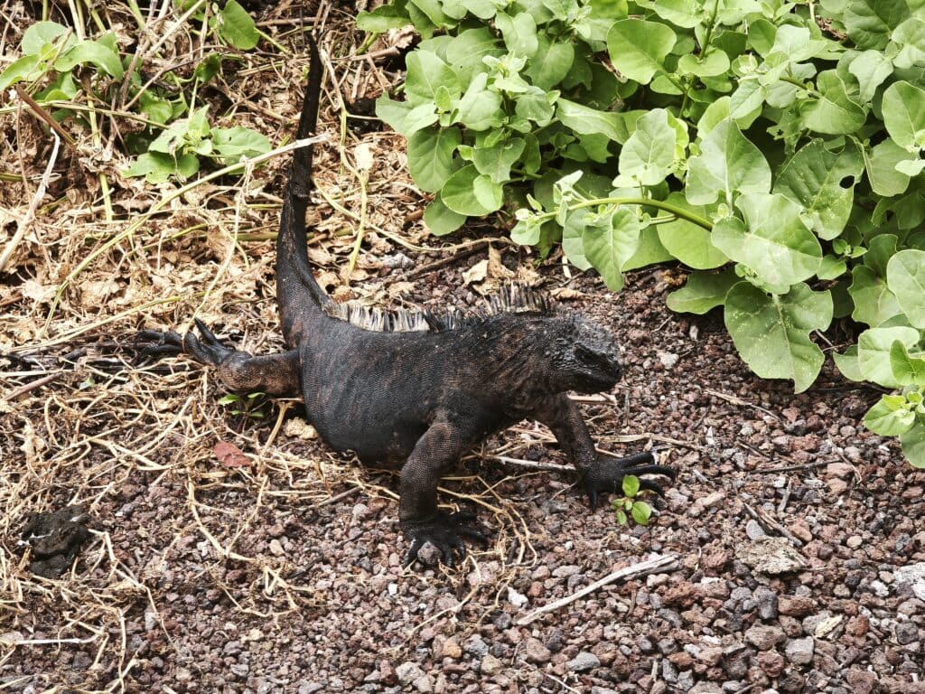 Iguana 3