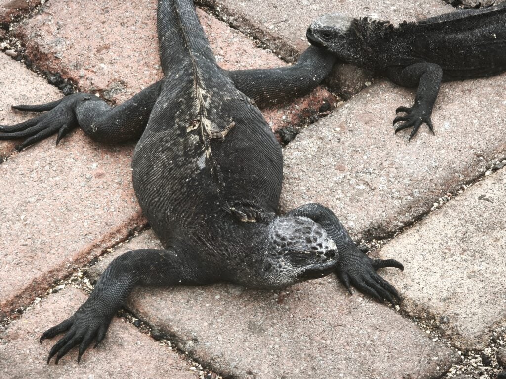 Iguana 5