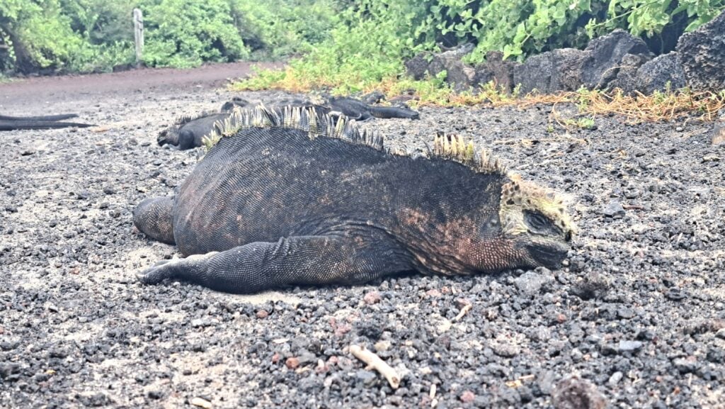 Iguana Marino