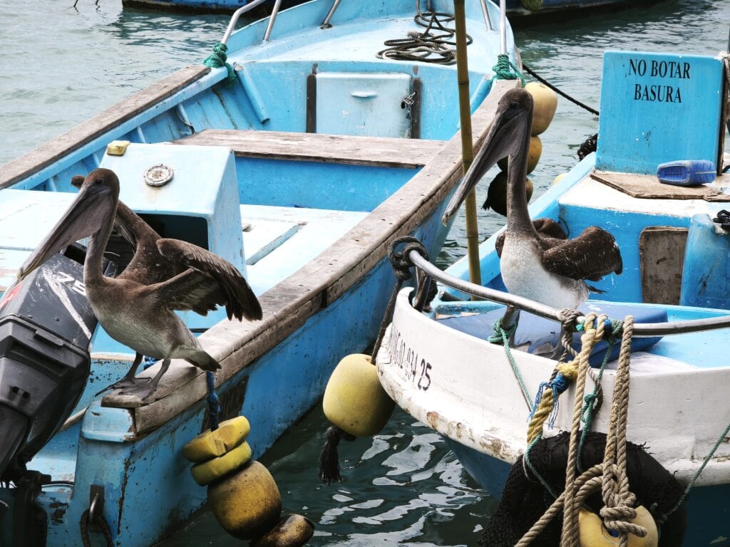 Pelikane 1