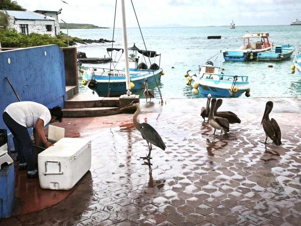 Pelikane 2