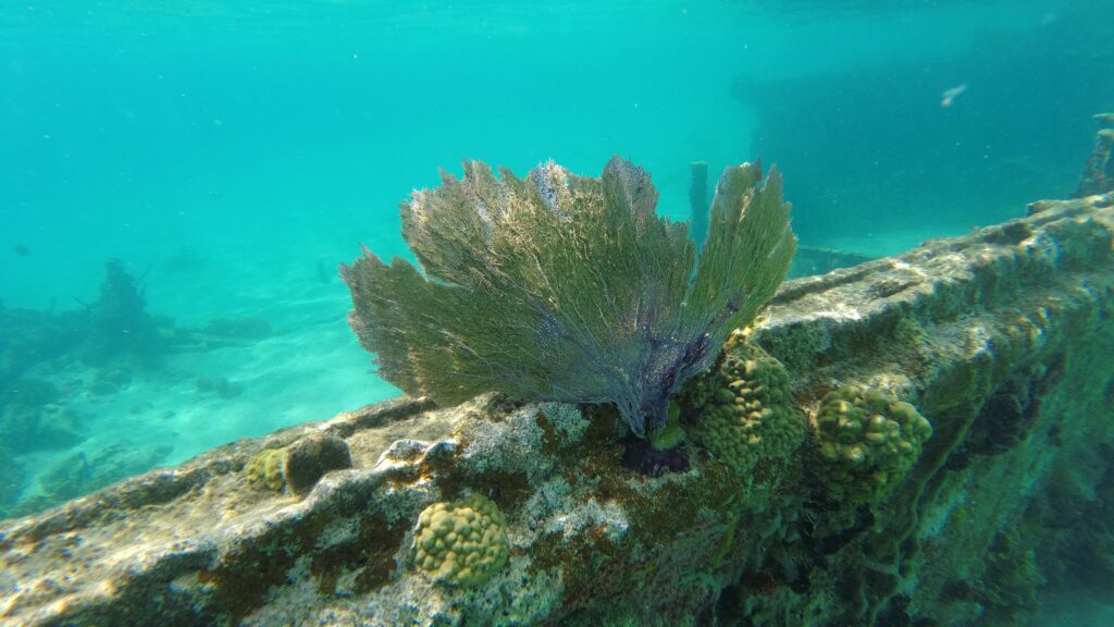 Schiffswrack 05