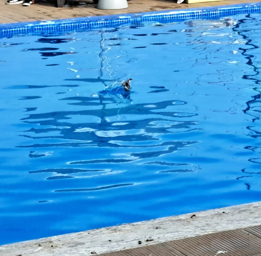 Schwalbe im Anflug