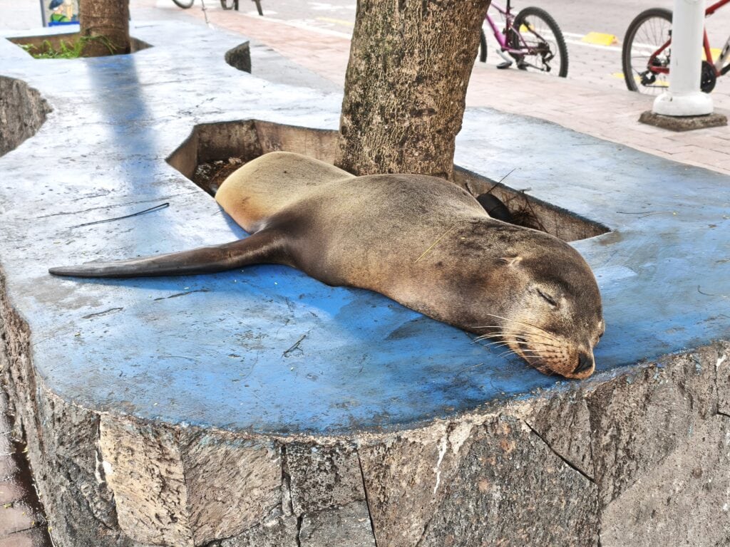 Seeloewe Santa Cruz