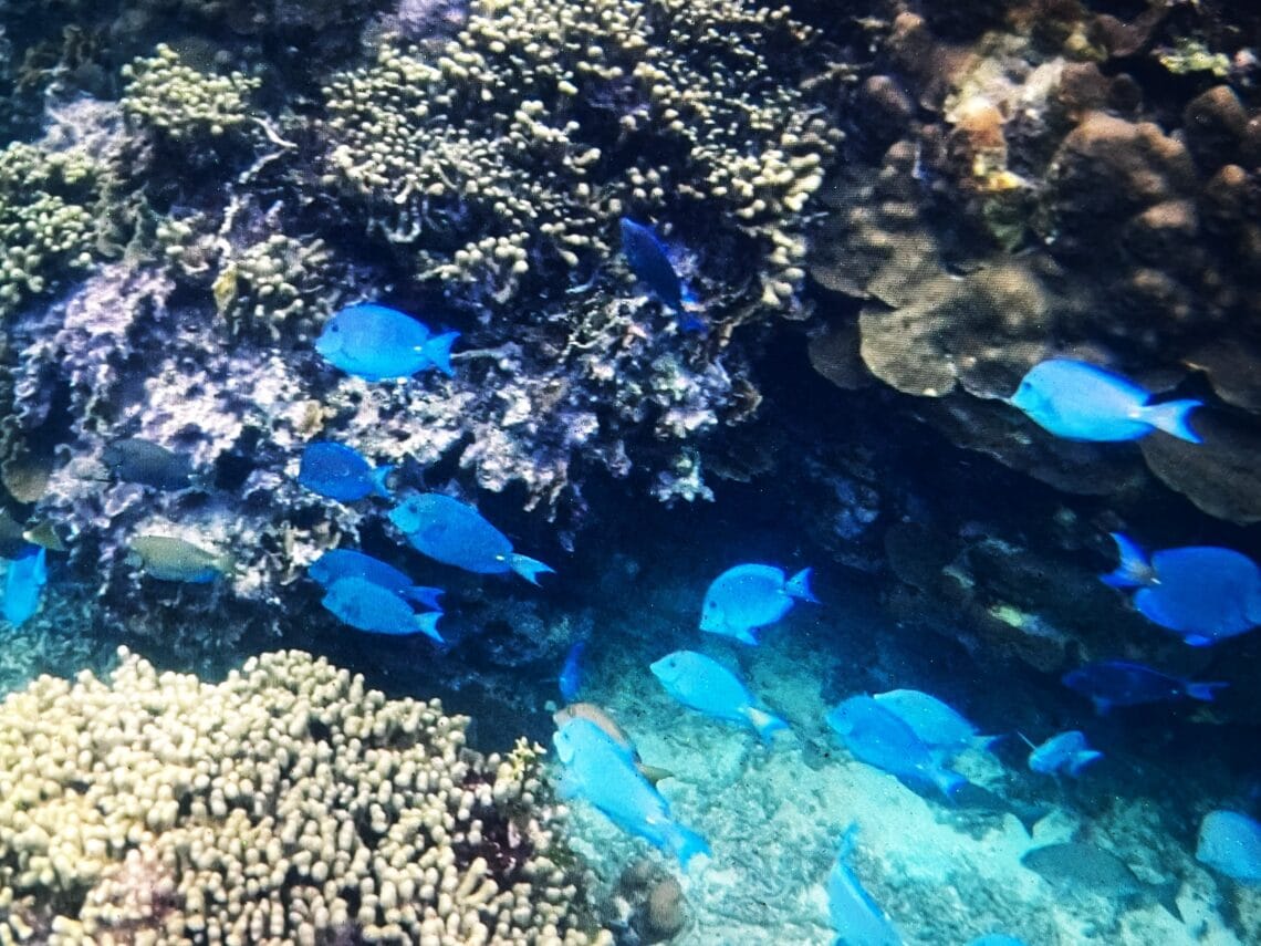 Unterwasserwelt 01