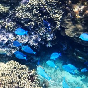 Die Unterwasserwelt der San Blas Inseln