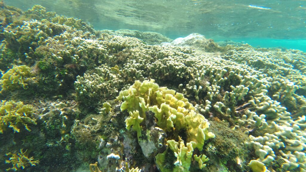 Unterwasserwelt 02