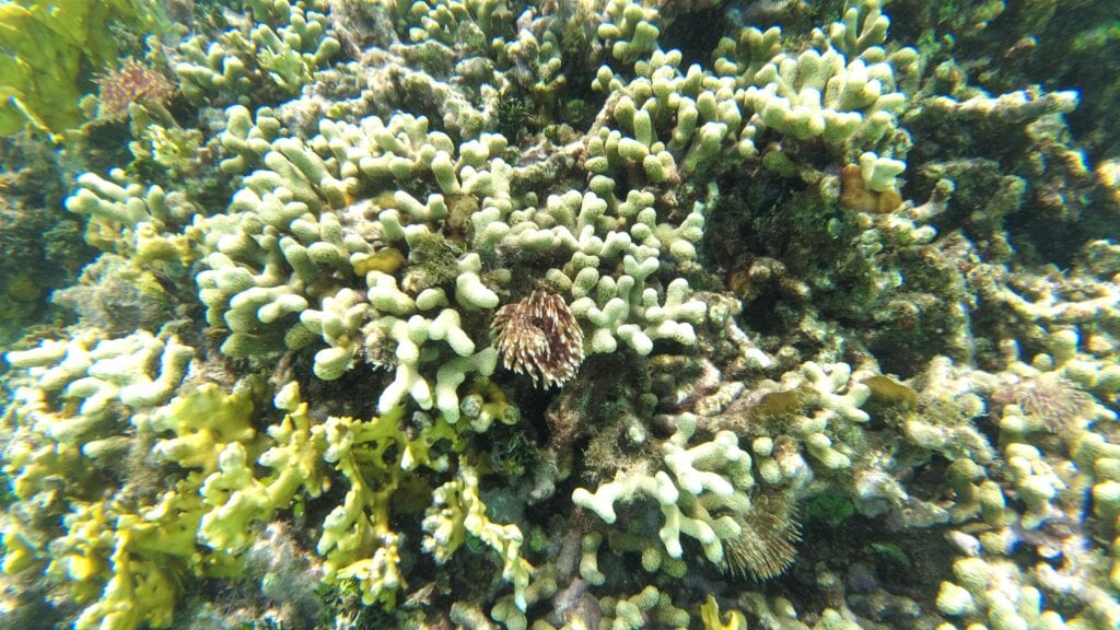 Unterwasserwelt 03