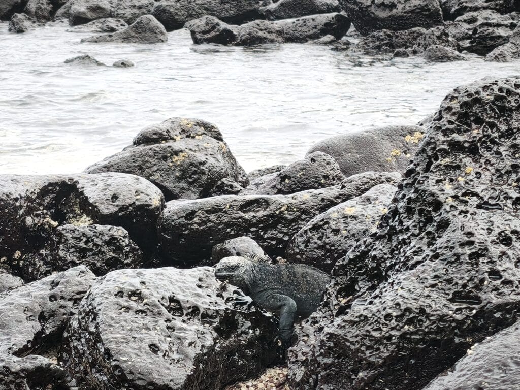 iguana 4