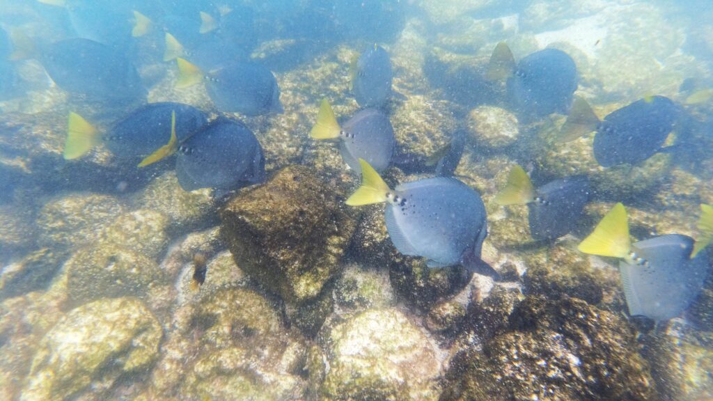 Bahia Sadina unter Wasser
