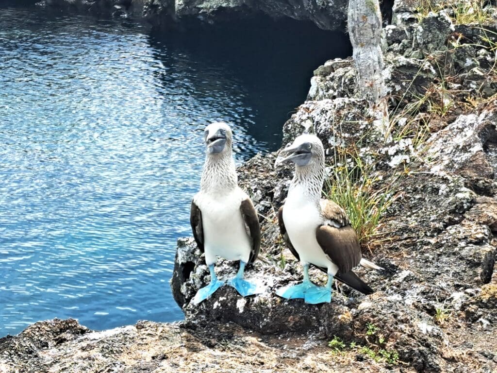 Blaufusstoelpel 1