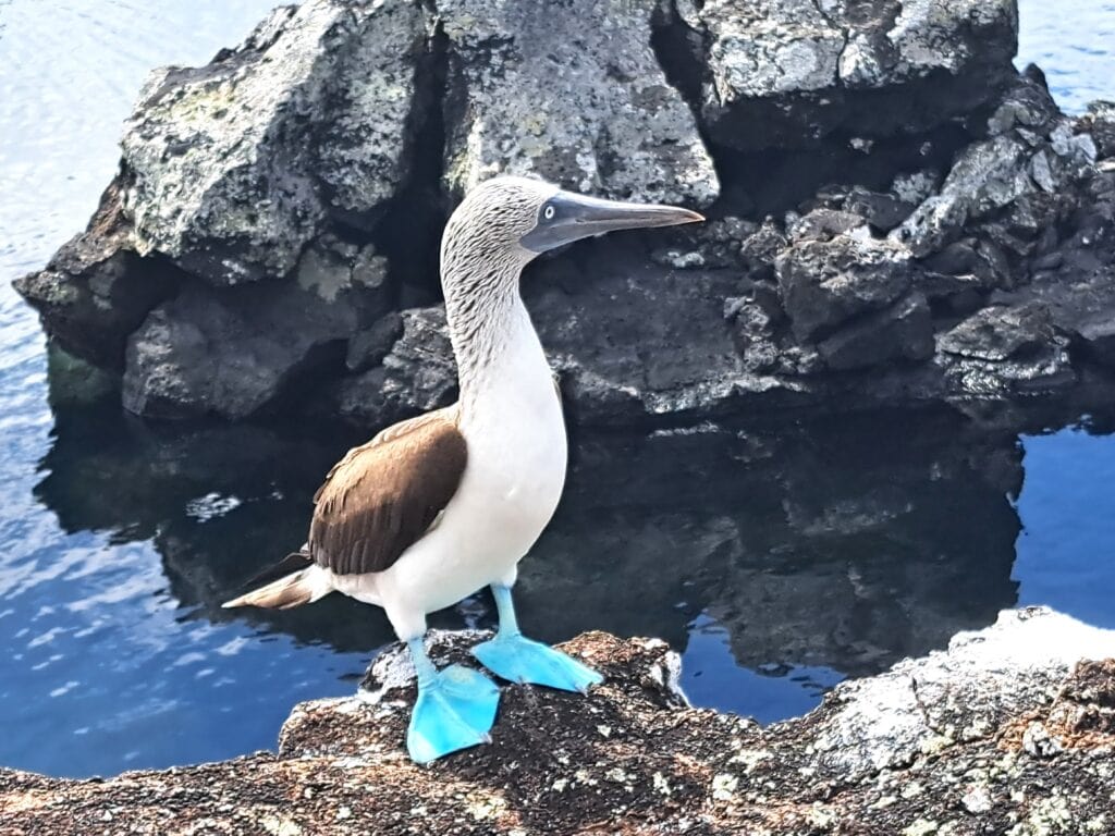 Blaufusstoelpel 2