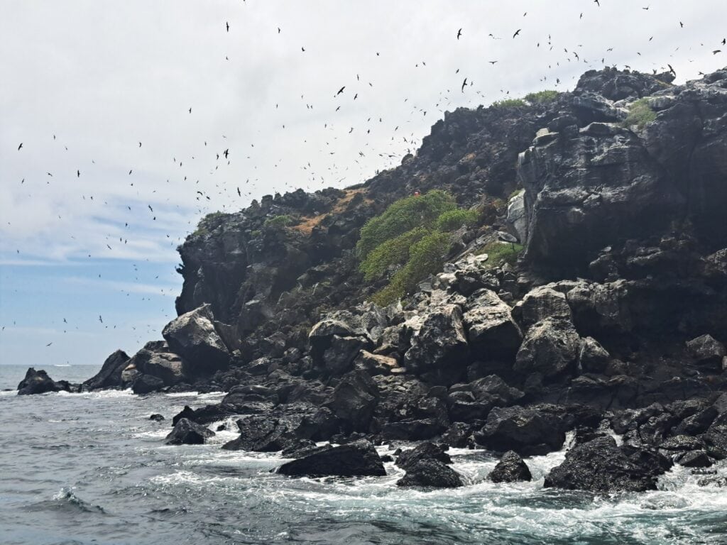 Felsen im Meer mit Fregattvogel