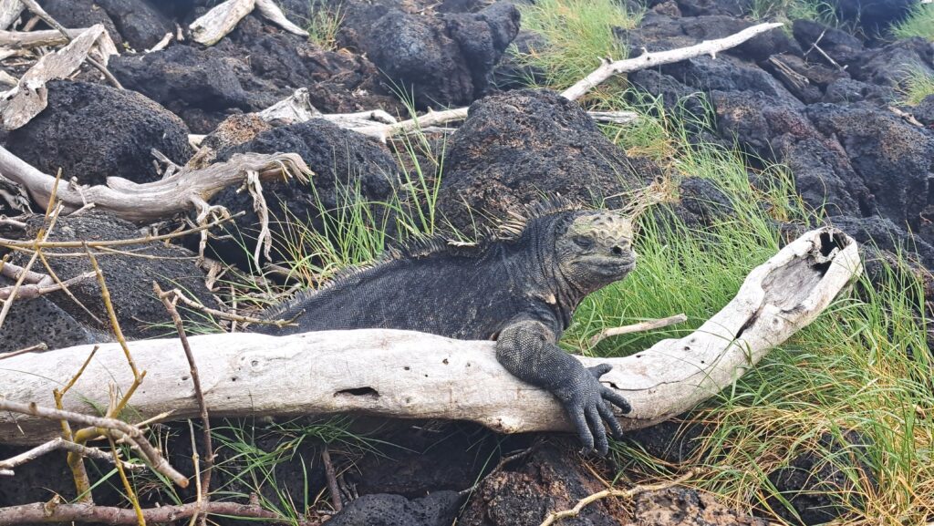 Iguana Isabela
