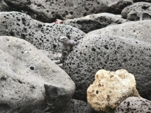Die Meerechse von Galápagos – ein Drache, der Salz niest