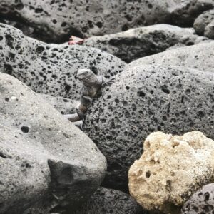 Die Meerechse von Galápagos – ein Drache, der Salz niest